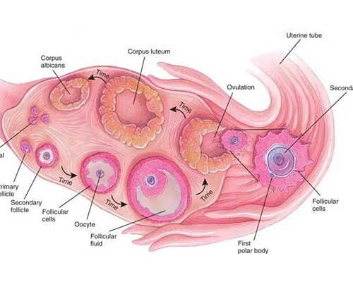 国内最专业的代孕公司_代孕公司的品牌,做试管婴儿胎停概率高吗？